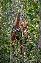 Orángután, Borneó, Malajzia